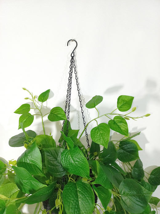 Филодендрон в подвесном кашпо