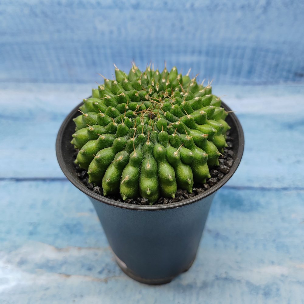 Gymnocalycium Spineless Crested form (Гимнокалициум Кристатный)