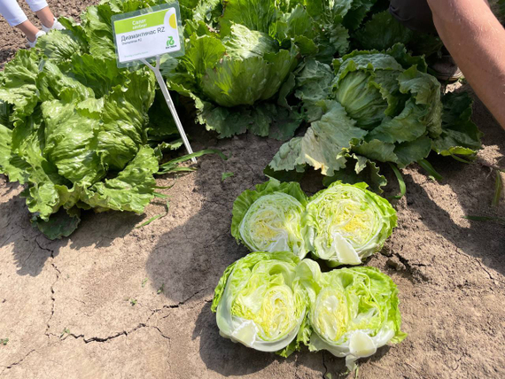 Диамантинас семена салата айсберг (Rijk Zwaan /ALEXAGRO) культура – фото 9