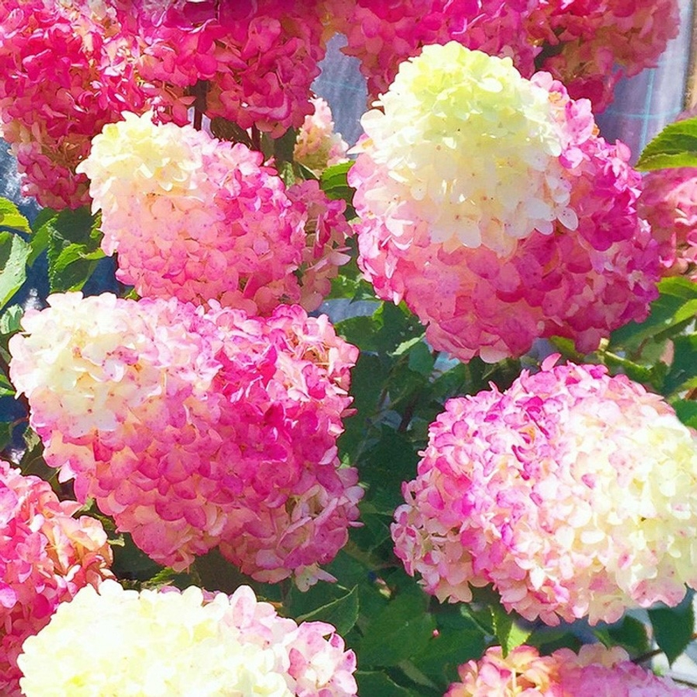 «Строберри Блоссом» ( Strawberry Blossom) Метельчатая Гортензия Р9