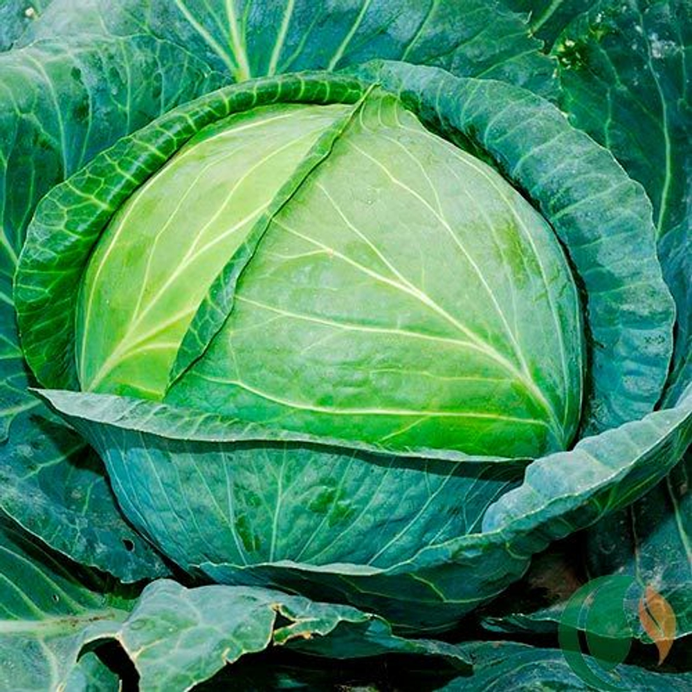 Капуста белокочанная Агрессор F1