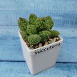 Adromischus Marianiae Lime Drops (Адромискус)