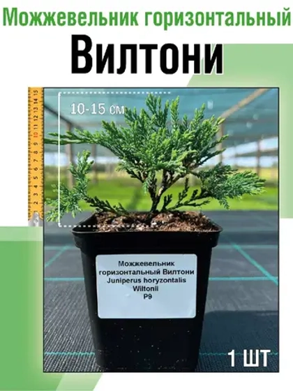 Можжевельник горизонтальный Вилтони саженцы хвойных
