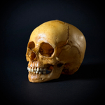 Череп человека ребёнок (анатомическая модель)