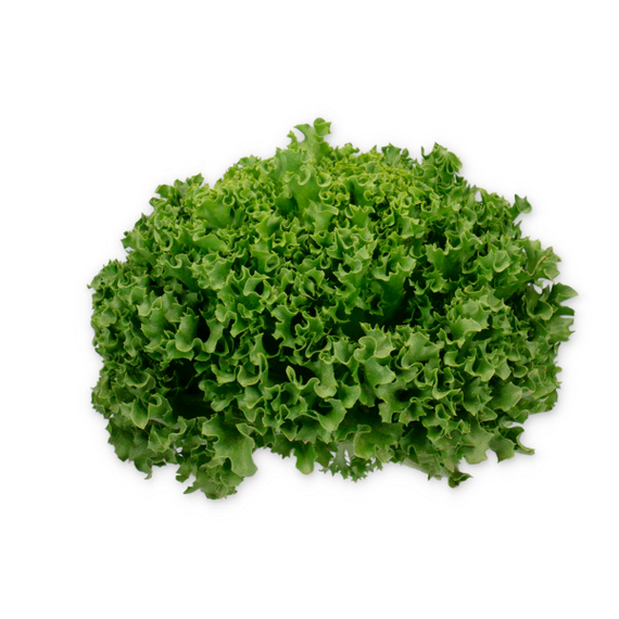 Гидролик семена айсберг листовой (Rijk Zwaan) семена купить – фото 2