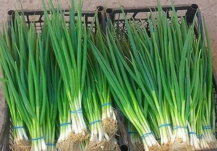 Семена Лук батун Зеленое перо,на зелень 0,5г