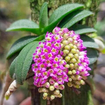 Орхидея DENDROBIUM FRAGRANS