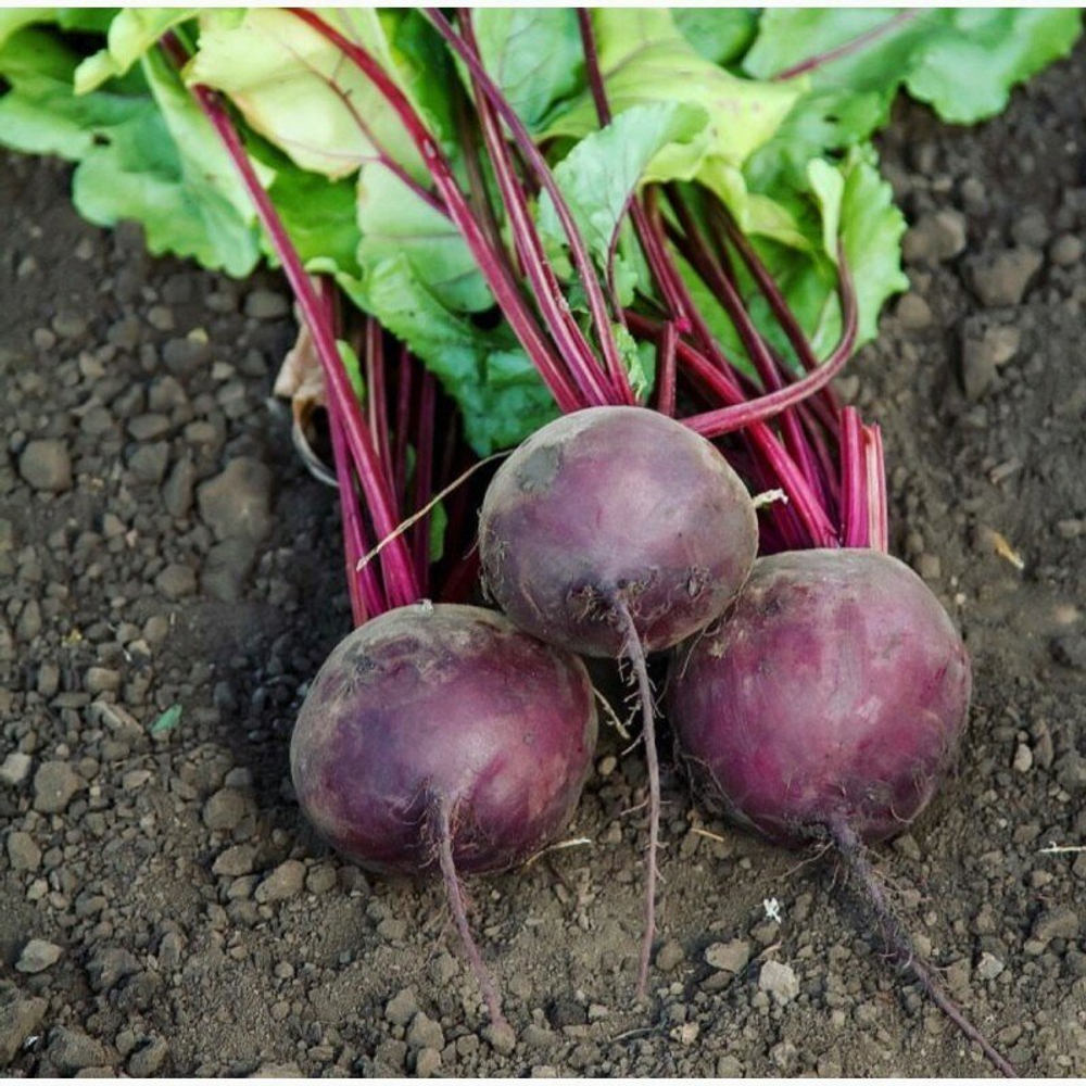 Свекла Пабло F1 1г Мировые Семена VITA GREEN