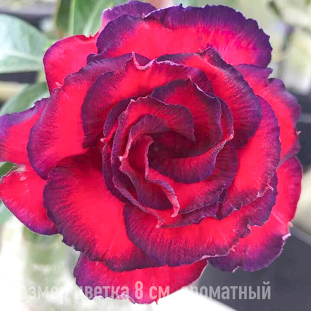 Адениум 367-PHUNG GIAO