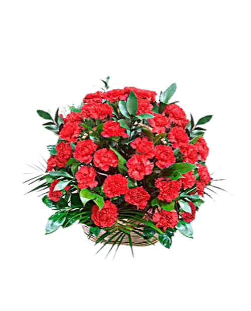 Ритуальная корзина из живых цветов 50 красных гвоздик