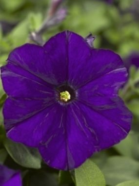 S60192 Петуния кустовая Grandiflora Prism F1 Blue 10 шт.