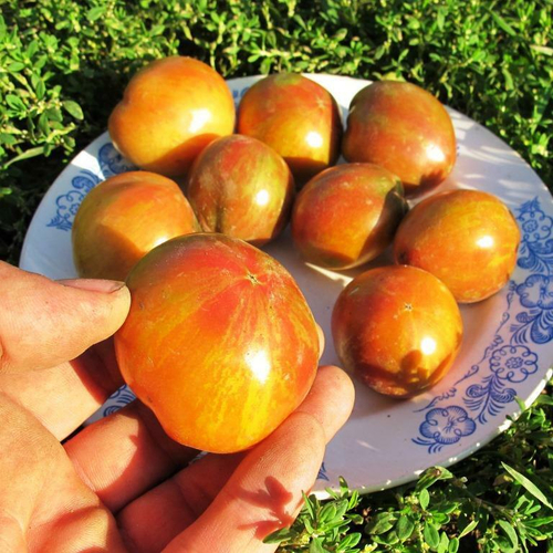 Помидоры Гном Чероки Тигр Пурпурный Полосатый - Tomato Dwarf Cherokee Tiger Purple Stiped