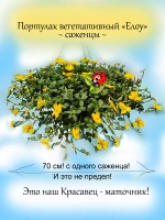 Портулак Вегетативный Елоу ампельный почвопокровный