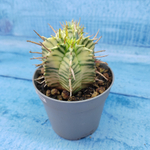 Euphorbia meloformis f. Variegated (Эуфорбия вариегатная)