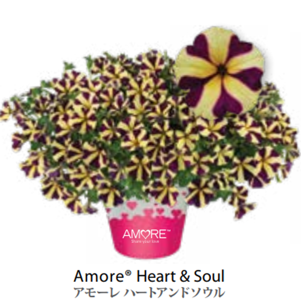 ЕВРО Петуния AMORE Heart & Soul ЕВРО укорененный черенок СЕРЕДИНА НОЯБРЯ поставка 1
