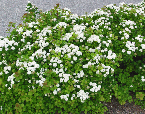 Спирея берёзолистная (Spiraea betulifolia)