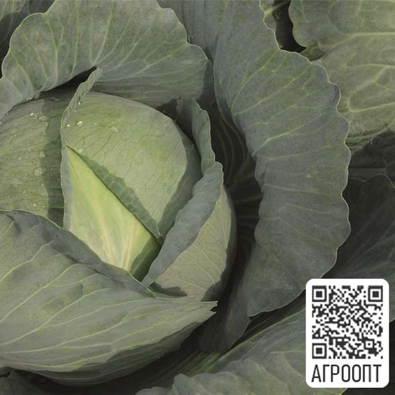ТАЙФУН F1 семена капусты белокочанной (Bejo | Alexagro) – фото 4