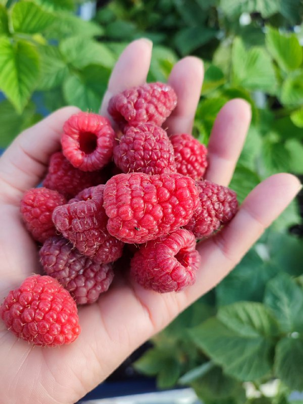 Малина ремонтантная Шани