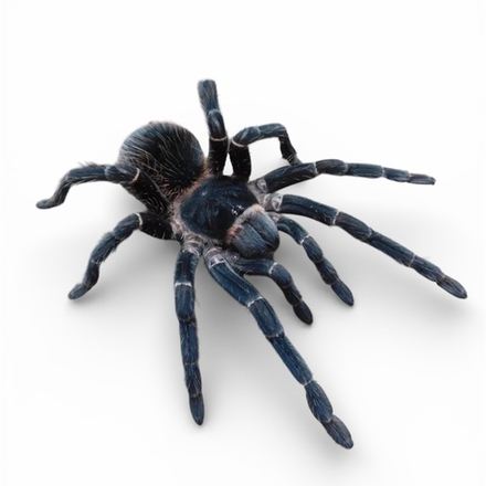 Паук-птицеед Lasiodora parahybana (Ласиодора парахибана)