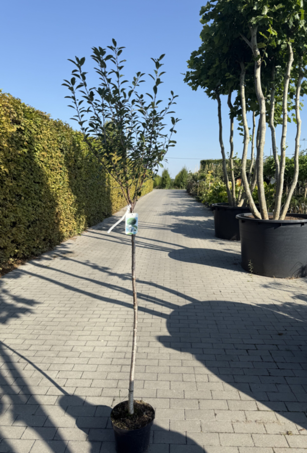 Вишня шаровидная Умбракулифера штамб 120 см Закупка М66 апрель 2026