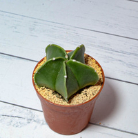 Astrophytum Myriostigma Nudum (Астрофитум)