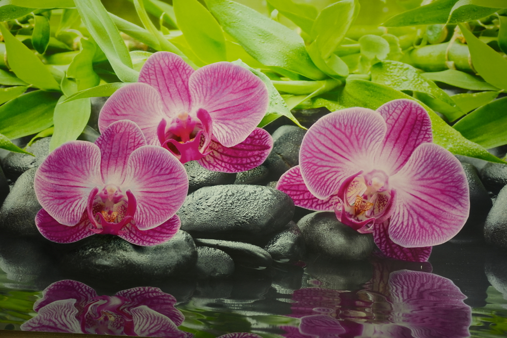 ПАНЕЛЬ ПВХ (ФАРТУК) ОРХИДЕИ ЭПИФИТЫ 3000Х600Х1,3ММ