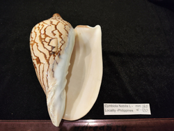 Волюта Нобилес (90..110 мм и 170мм)