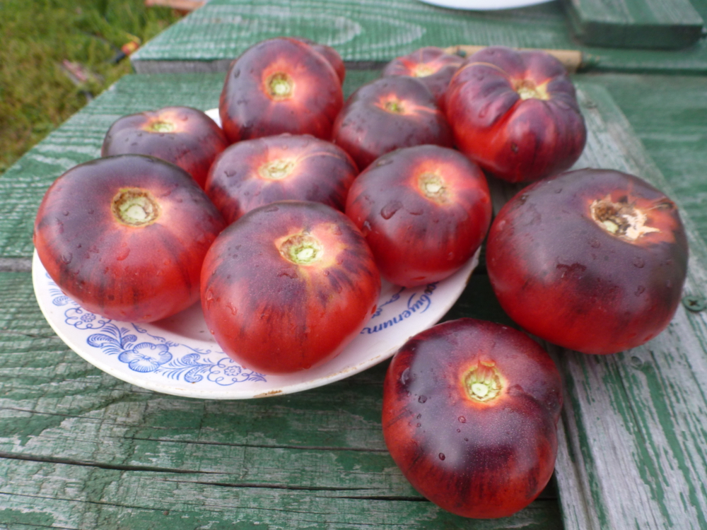 Помидоры - Blue Beauty - Голубая Красавица