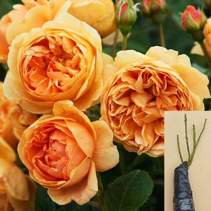 Роза Кэролин Найт английская шраб саженец с ОКС.