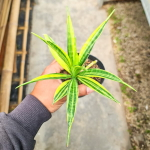 Сансевиерия PARVA LANCET YELLOW