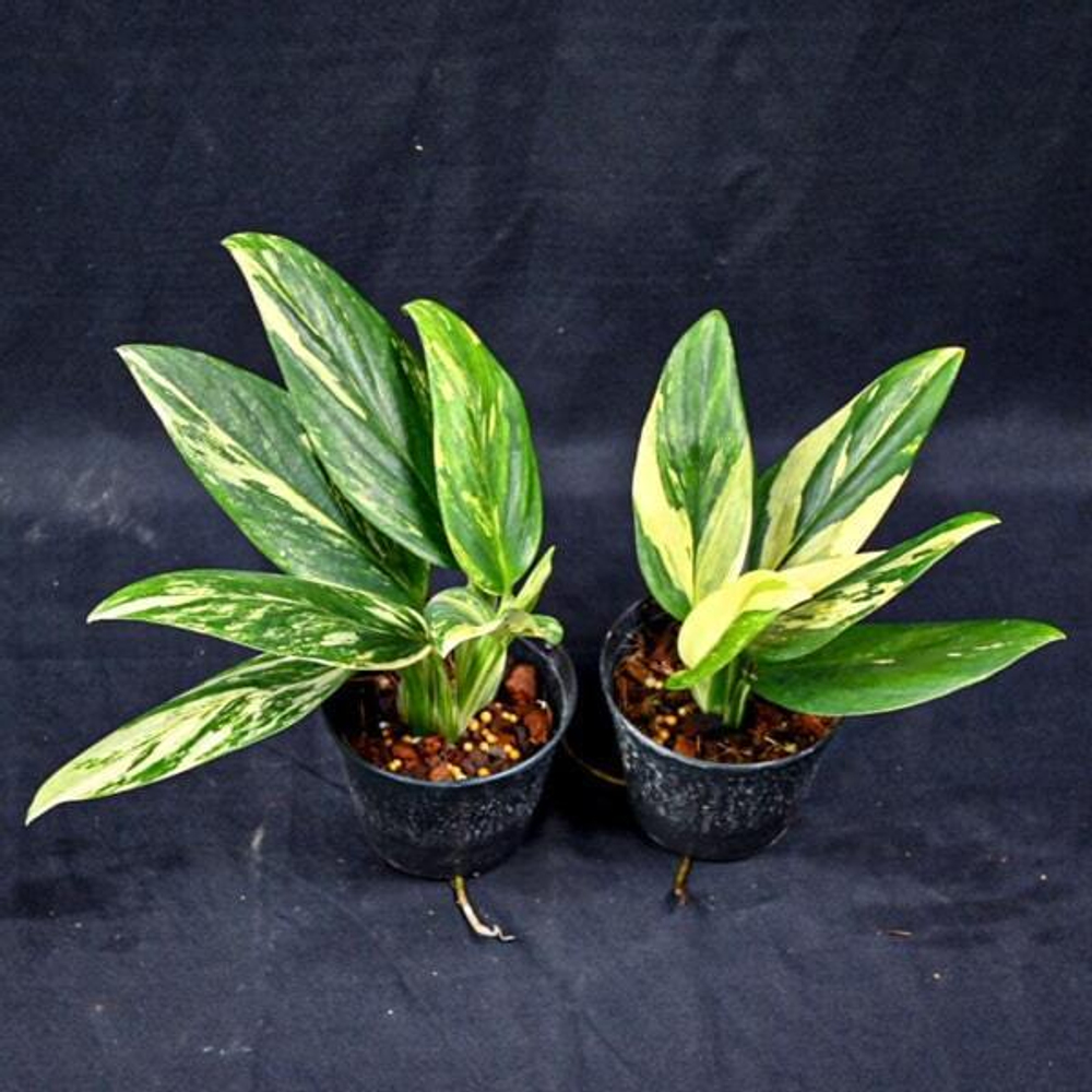 Монстера STANDLEYANA YELLOW VAR