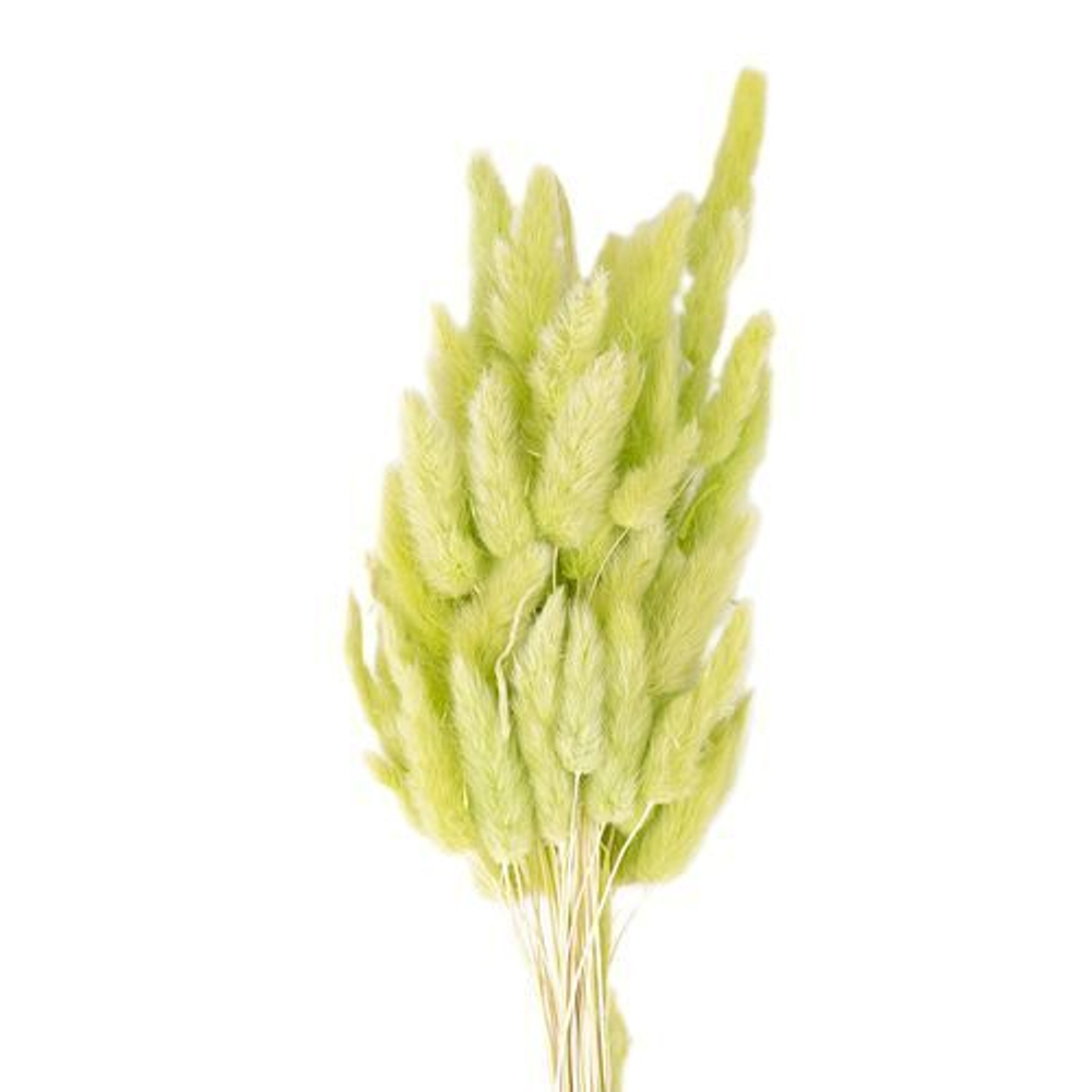 Сухоцветы ЛАГУРУС 65см 34гр СВЕТЛЫЙ №1