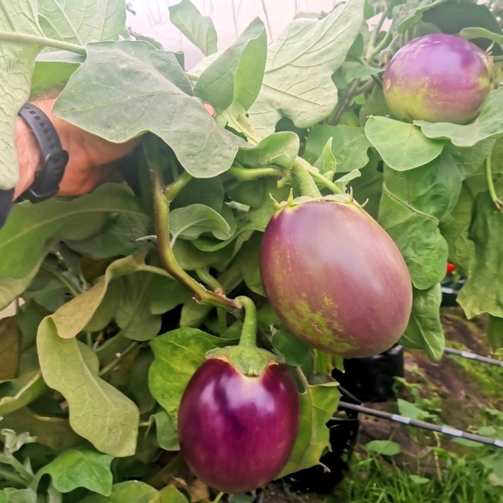 Баклажан Баба Маня