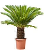 Цикас революта