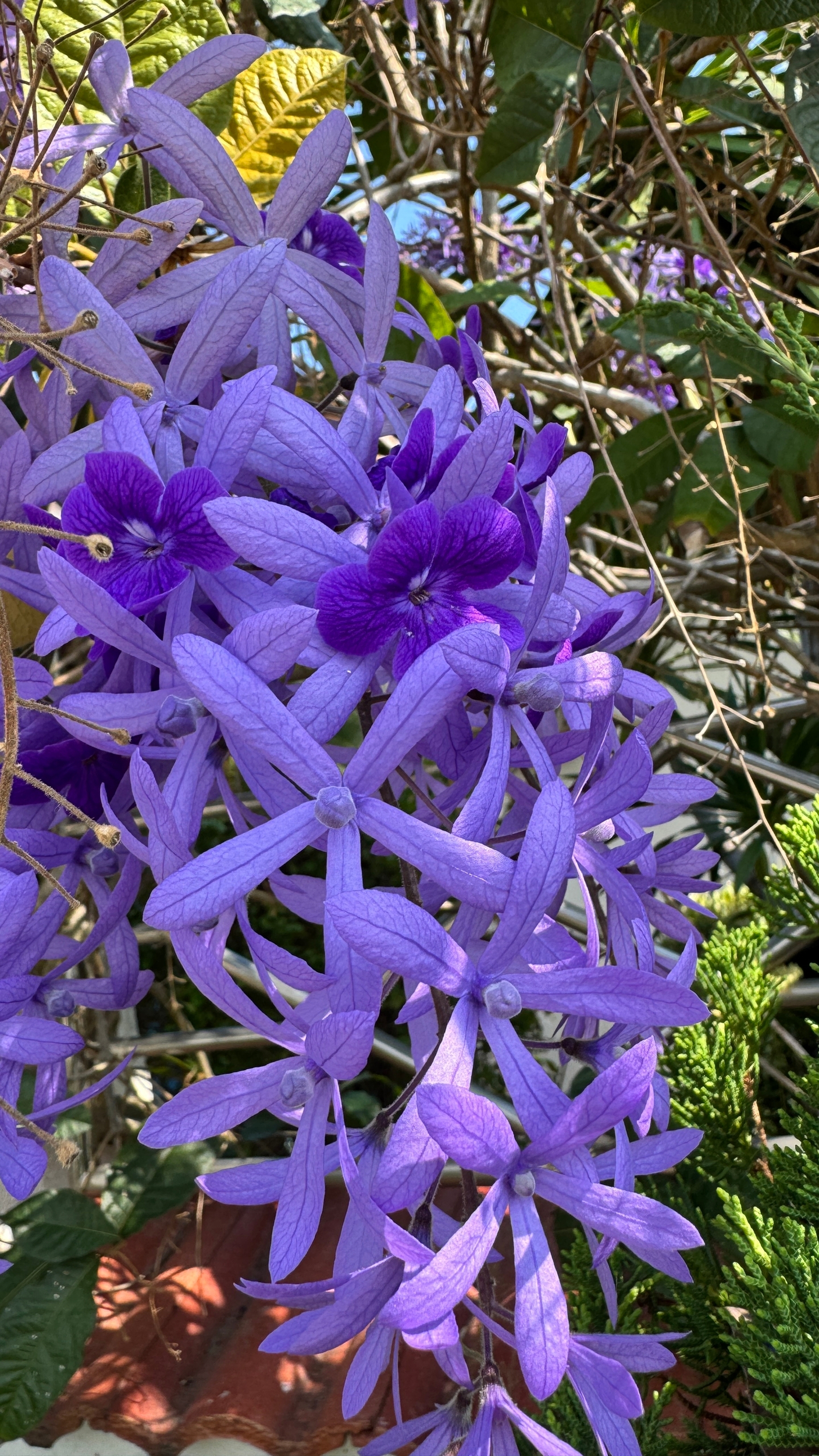 Ориентировочный график рассылок растений по датам