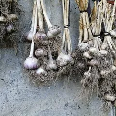 Чеснок деревенский / 3 шт