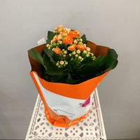 Каланхое каландива