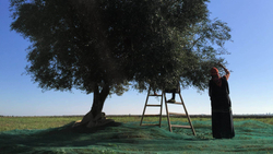 Оливковое масло OLIFO "2500 Yеars of Tradition Origins" Extra Virgin, нерафинированное, 0,5л, Тунис