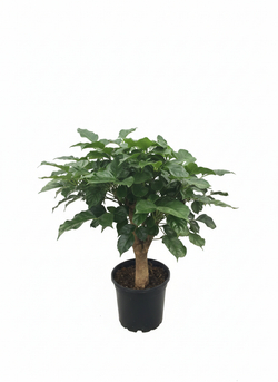 Радермахера Green Treasure д.12