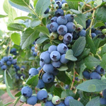 Голубика Сиерра (Vaccinium corymbosum, Sierra)