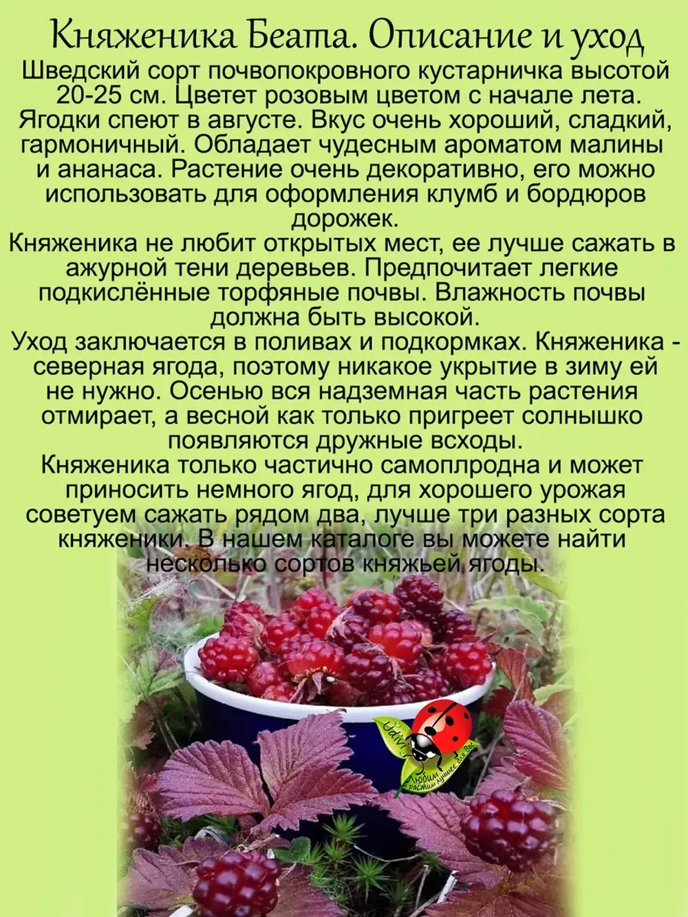 Княженика Беата арктическая малина княжья ягода
