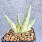 Сансевиерия YUKI ONA VAR s.S