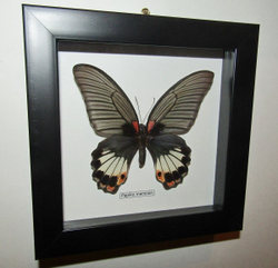 Украшение настенное Бабочка Papilio memnon самка в рамке
