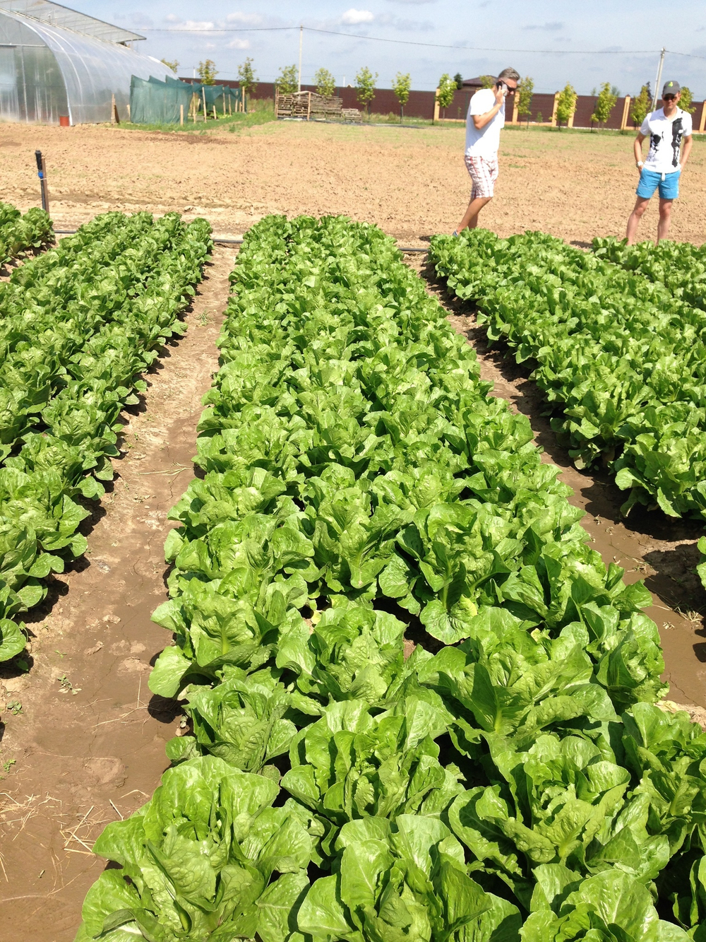 Максимус семена салата ромэн (Rijk Zwaan / Райк Цваан)