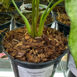 Сингониум MAJESTY