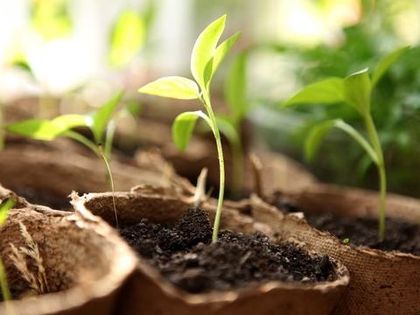 Грунт для рассады, какой выбрать