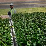 Кусторез штанговый телескопический аккумуляторный Greenworks PH662T Арт. 2301607, 82V, 51 см. без АКБ и ЗУ