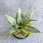 Сансевиерия MARGA VAR