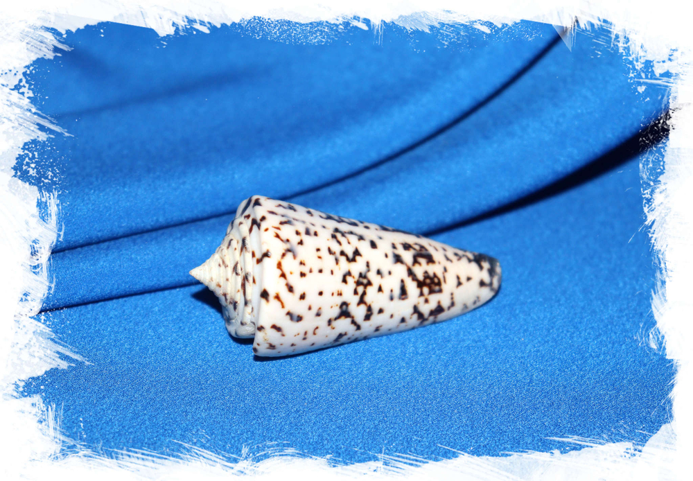 Conus thalassiarchus, Конус талассиаркус