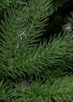 Ель искусственная «Алтея» (Литая хвоя) 180 см / 1,8 м